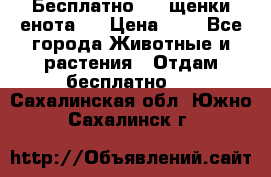 Бесплатно !!! щенки енота!! › Цена ­ 1 - Все города Животные и растения » Отдам бесплатно   . Сахалинская обл.,Южно-Сахалинск г.